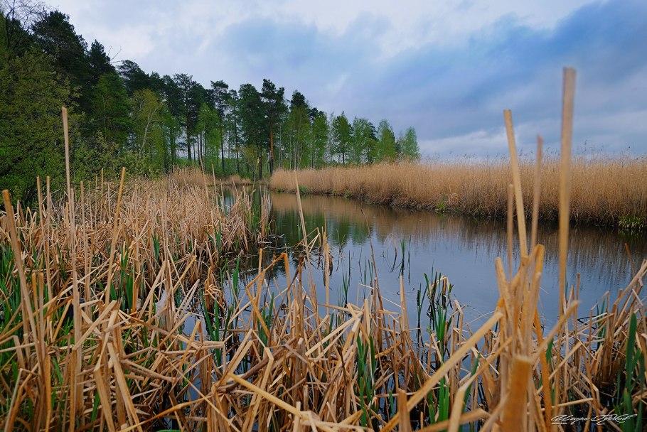 Озеро с камышами