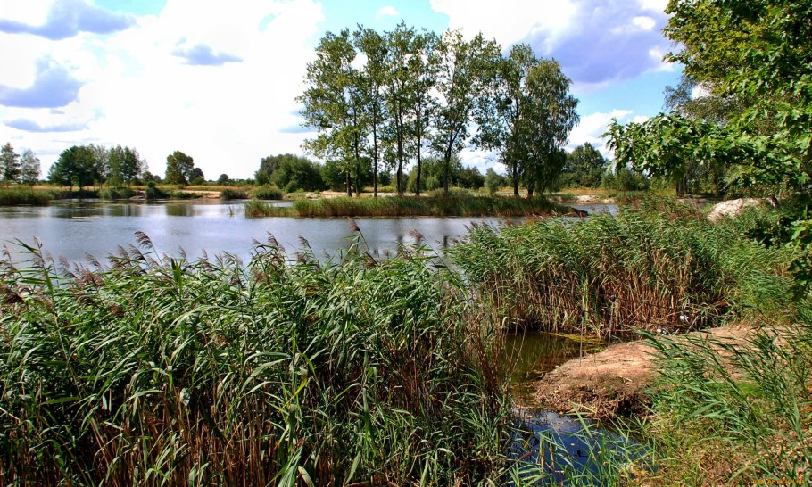 Озеро рогоз камыш