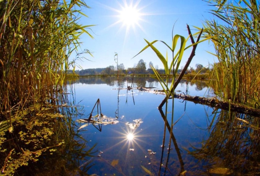 Камыш на берегу моря