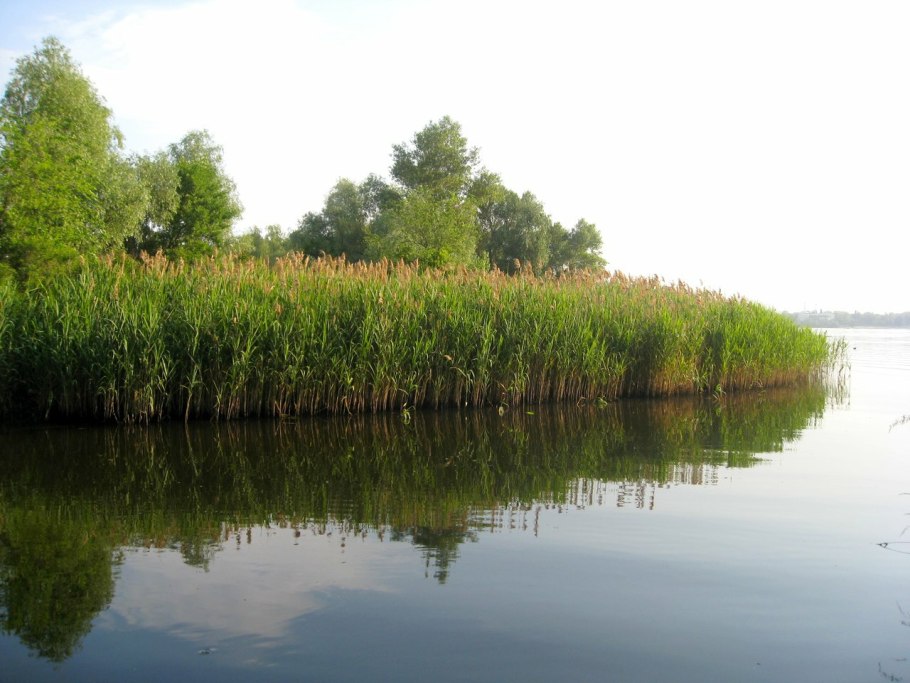 Ботсвана тростник