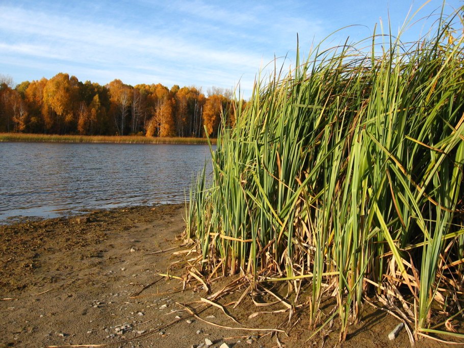 Осока тростник камыш рогоз