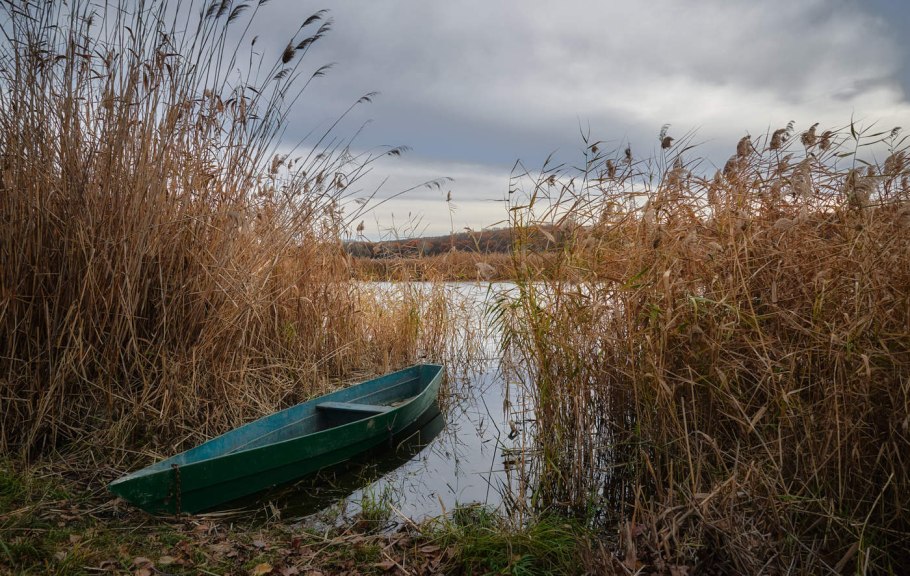 Камыш Озёрный Scirpus lacustris