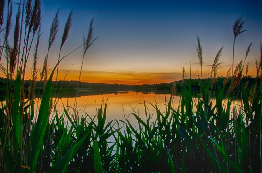 Лодка в камышах