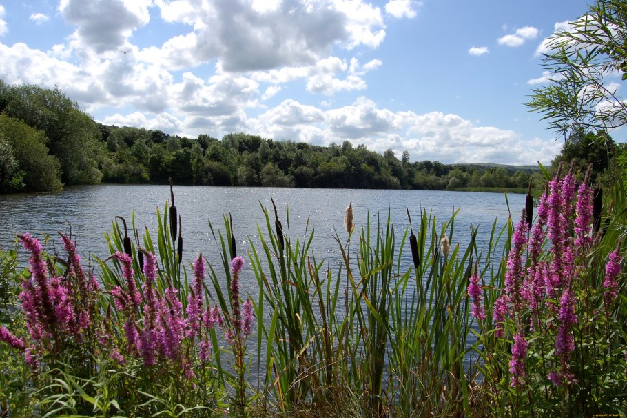 Камыш щетиновидный