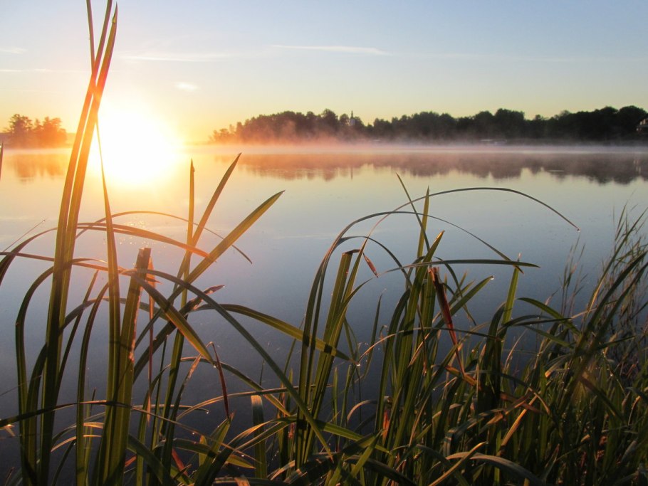 Речка с камышами