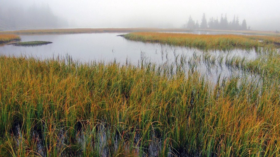 Рогоз, тростник, Сусак