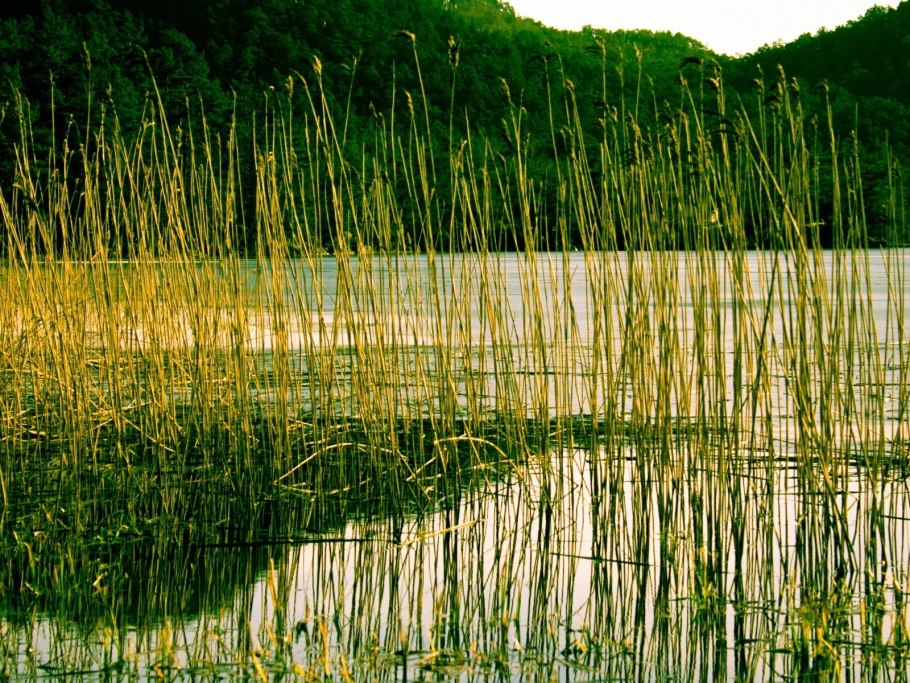 Рогоз Озерный