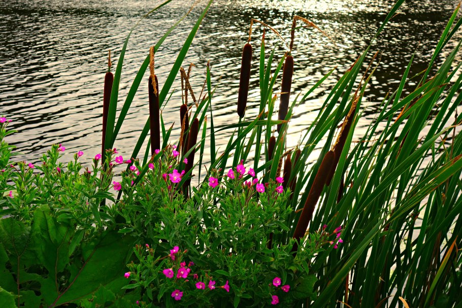 Рогоз Речной