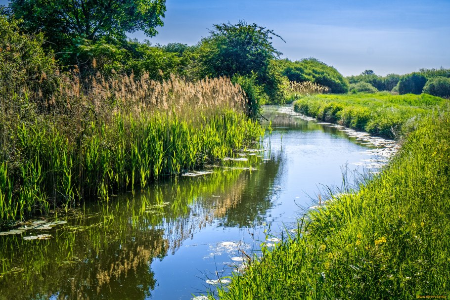 Рогоз для биоплато