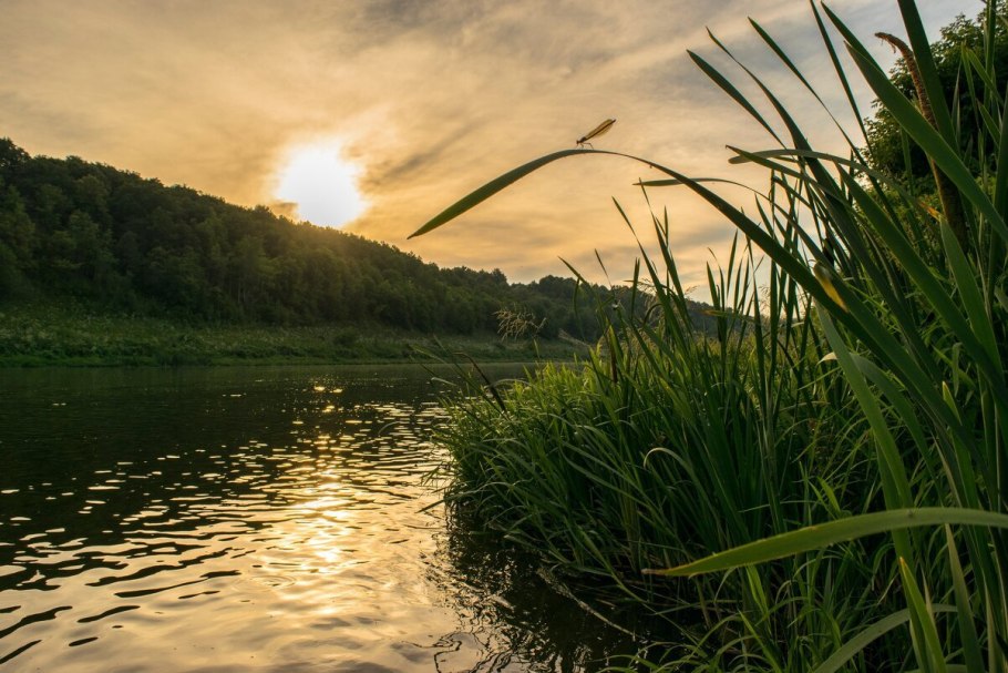 Рогоз, рдест, тростник