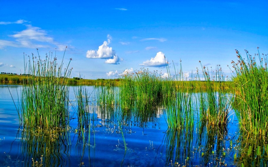 Тростник у воды