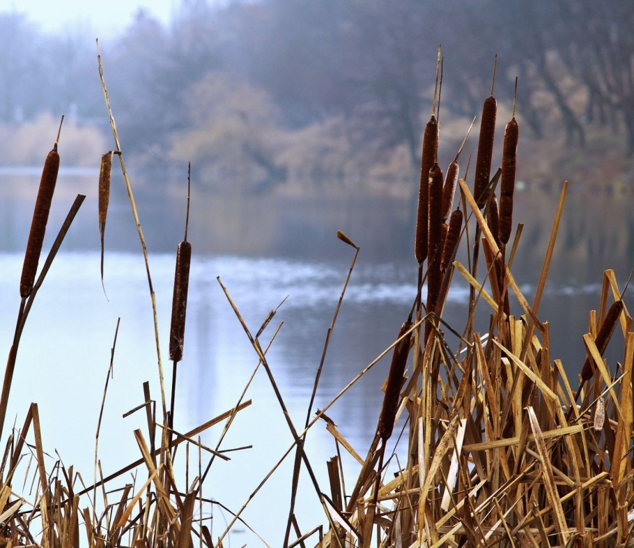 Астраханский заповедник рогоз