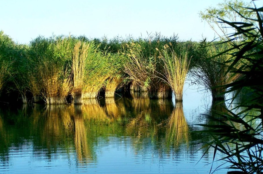 Кубышка рогоз стрелолист