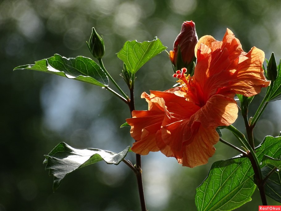 Гибискус лососевый