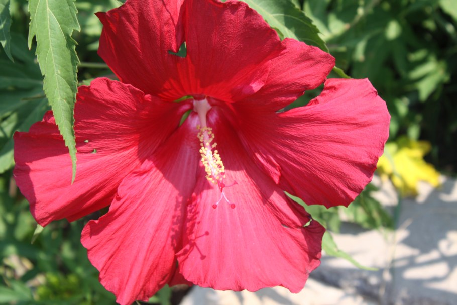 Гибискус Порто