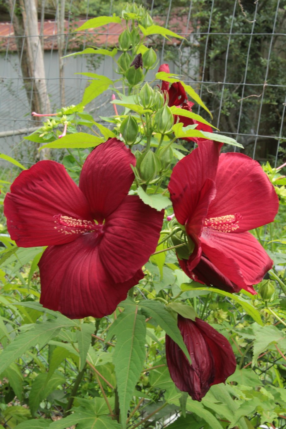 Гибискус травянистый красный