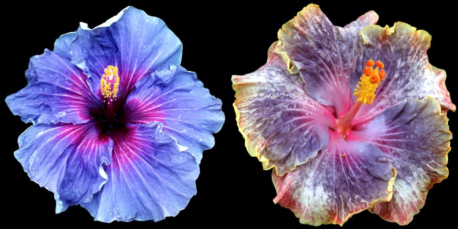 Гибискус травянистый