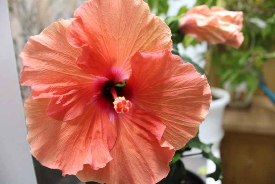 Гибискус Moonshadow