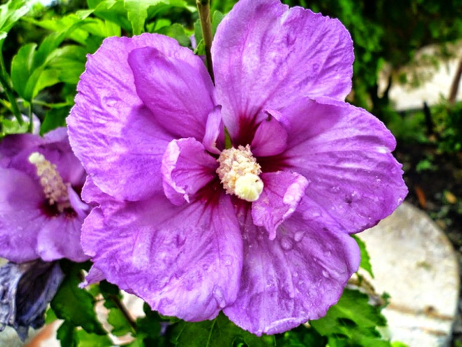 Гибискус athenacus