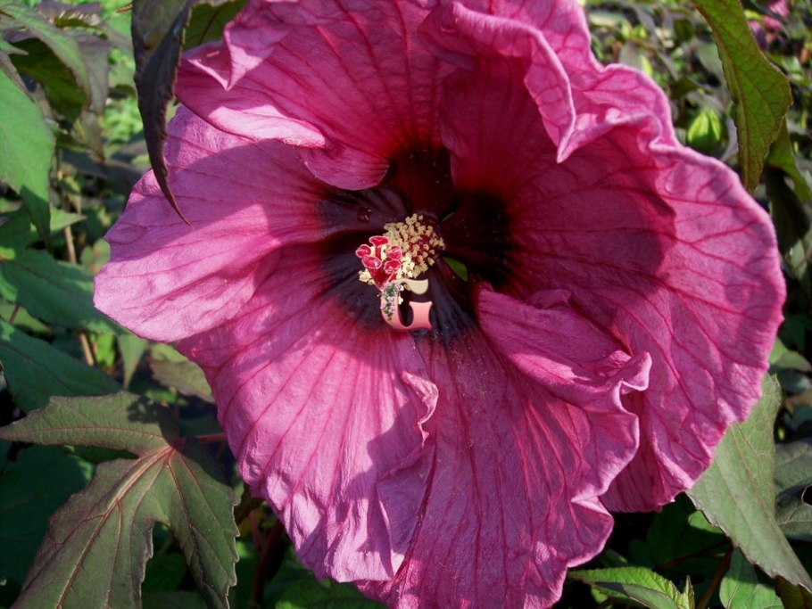 Гибискус insularis