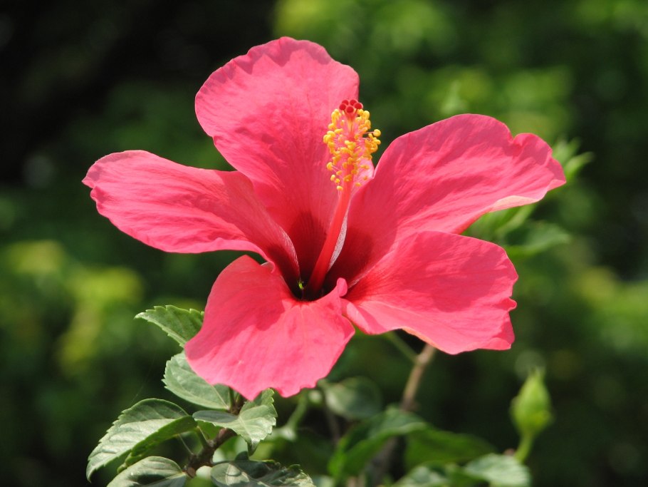 Гибискус сирийский Леопольди