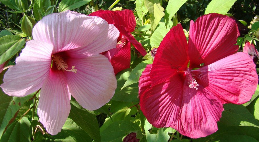 Гибискус в архитектуре