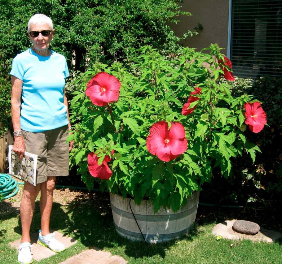 Полевые цветы гибискус