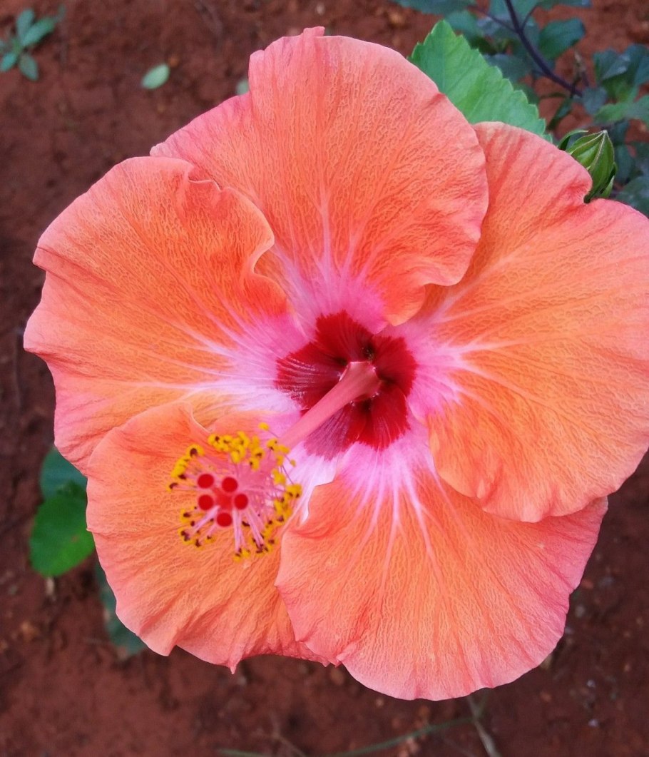 Гибискус Madeline Champion