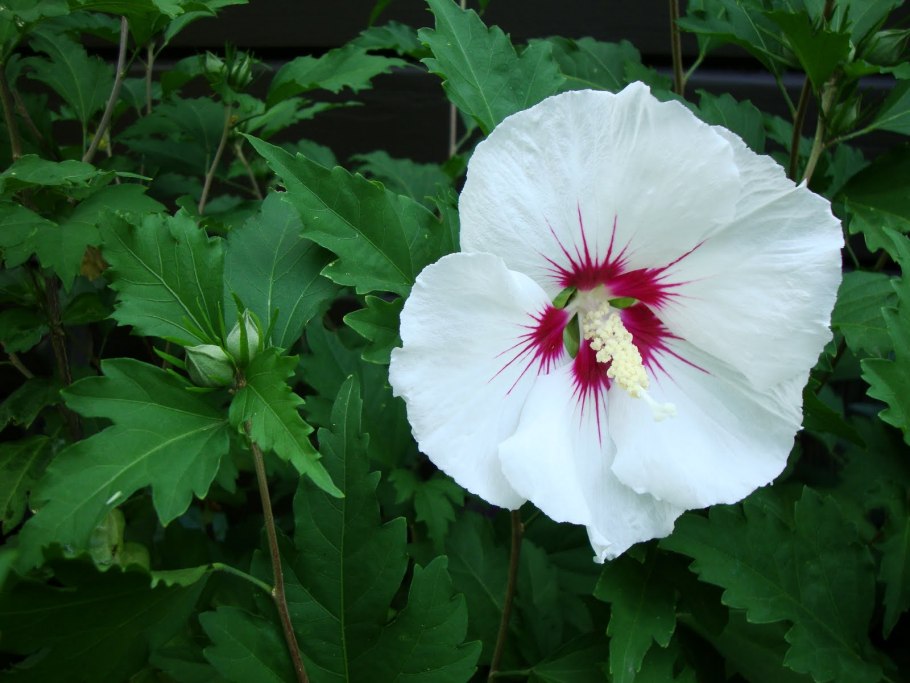 Гибискус адонис Еллоу