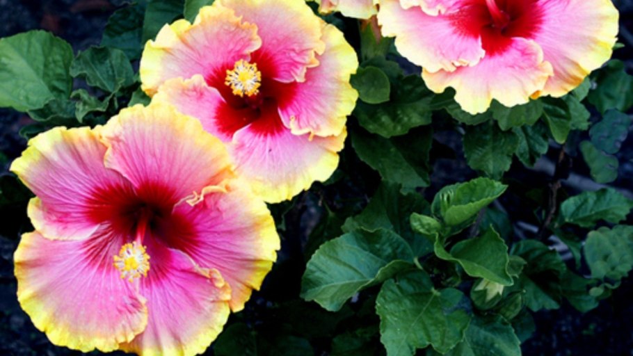 Гибискус Яблоневый цвет