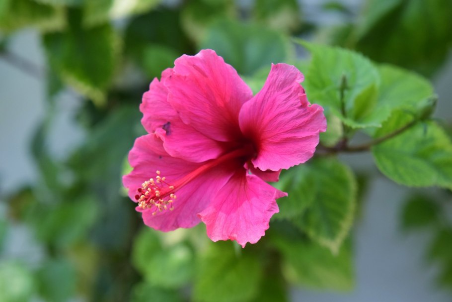 Гибискус Кардинал