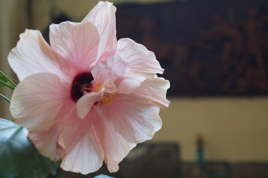 Гибискус prima Ballerina