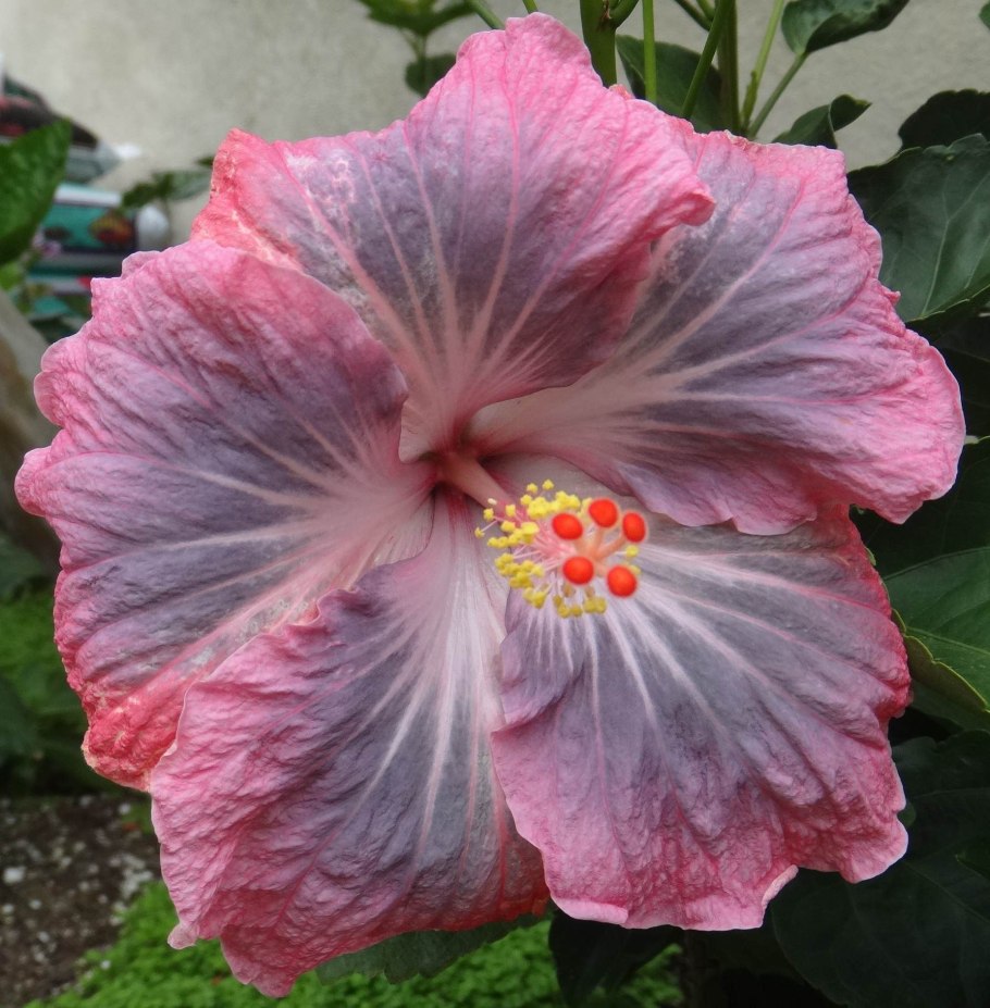 Гибискус травянистый садовый