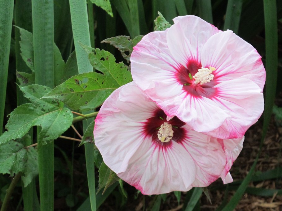 Гибискус сирийский / Hibiscus syriacus 'Marina'