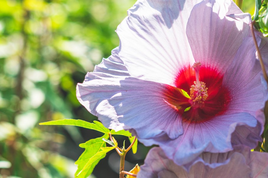 Гибискус Kilimanjaro