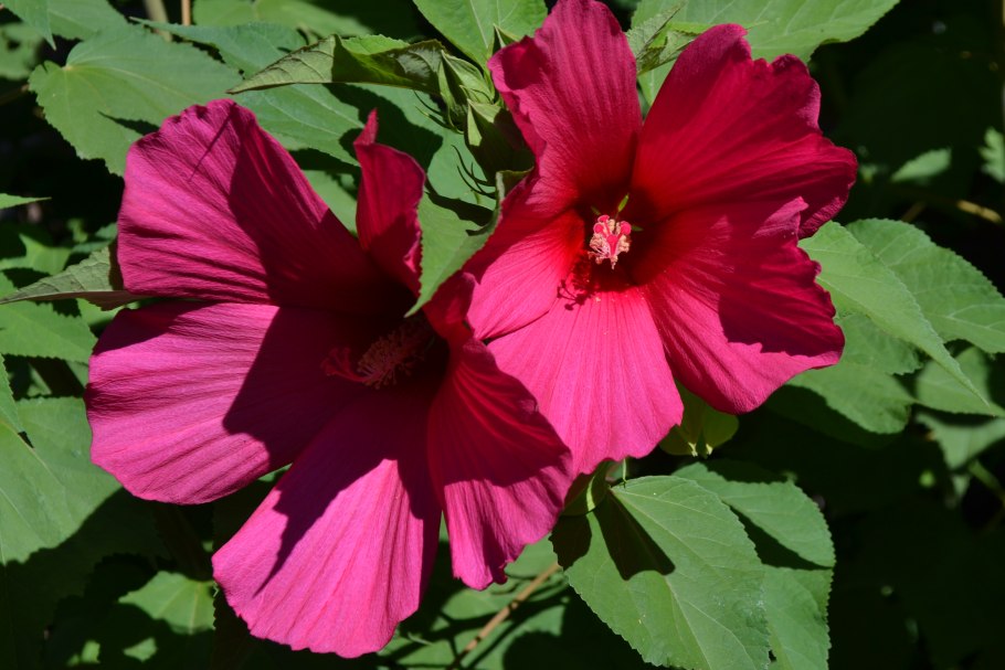 Гибискус Cherry Cheesecake