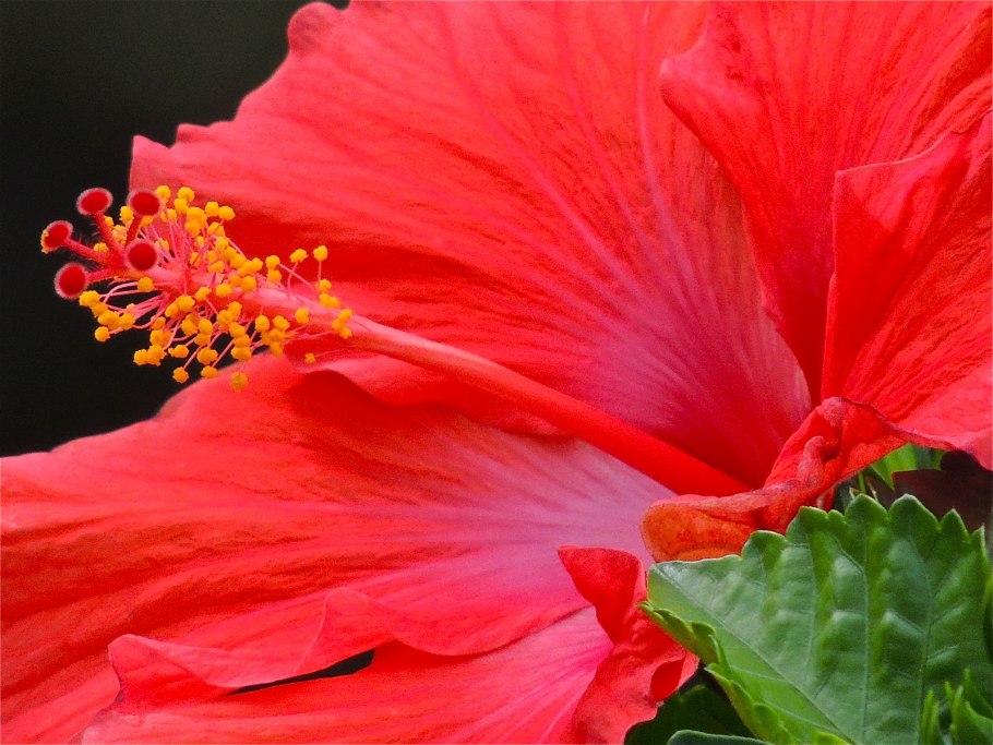 Гибискус саммер спайс