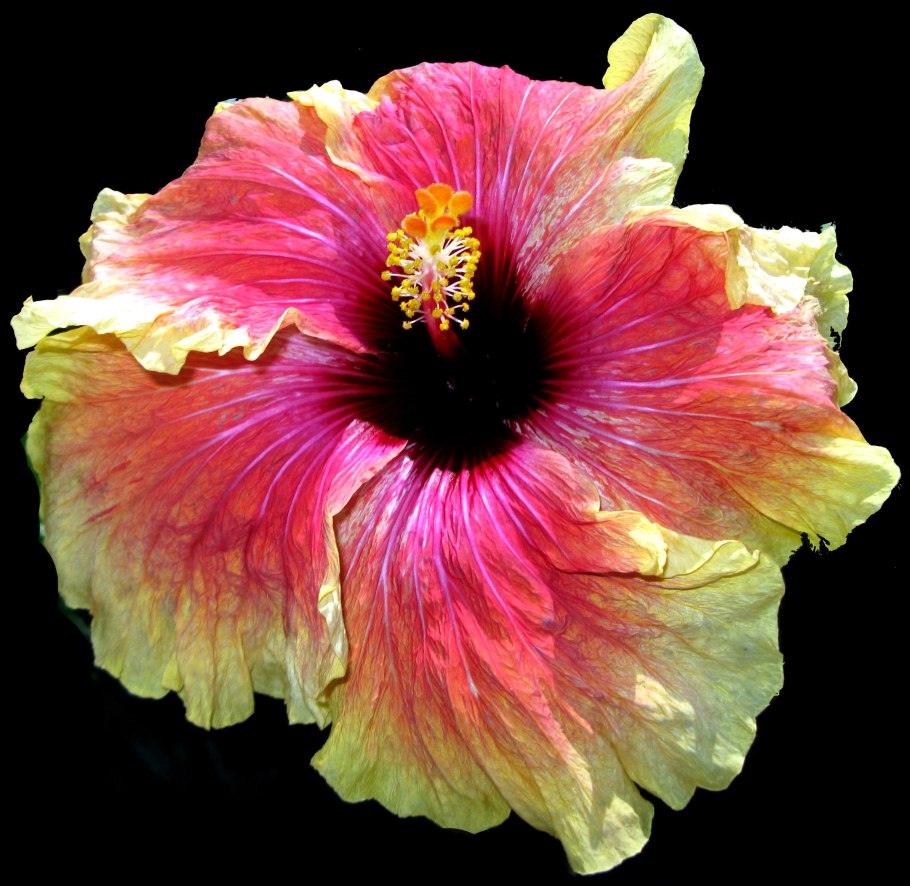 Гибискус травянистый черри чизкейк