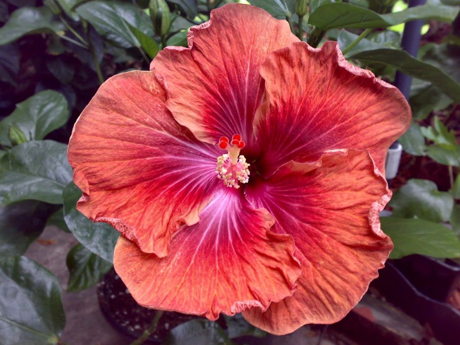 Суданская роза