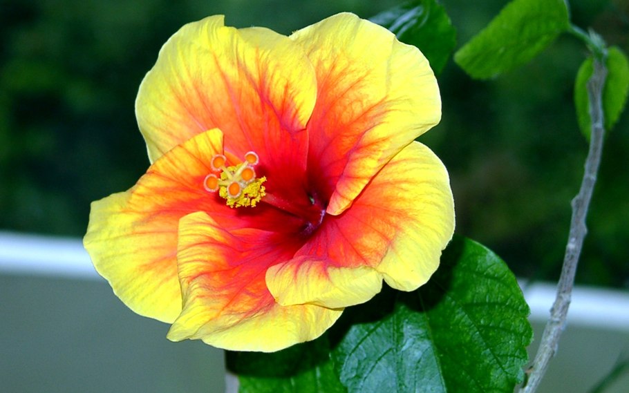 Гибискус Бориас Йеллоу