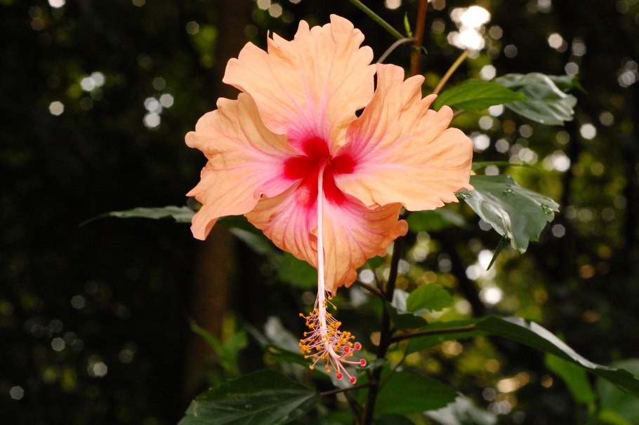 Гибискус дерево