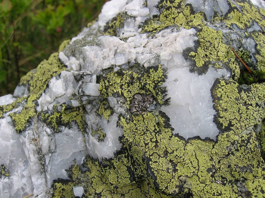 Ризокарпон географический Rhizocarpon geographicum