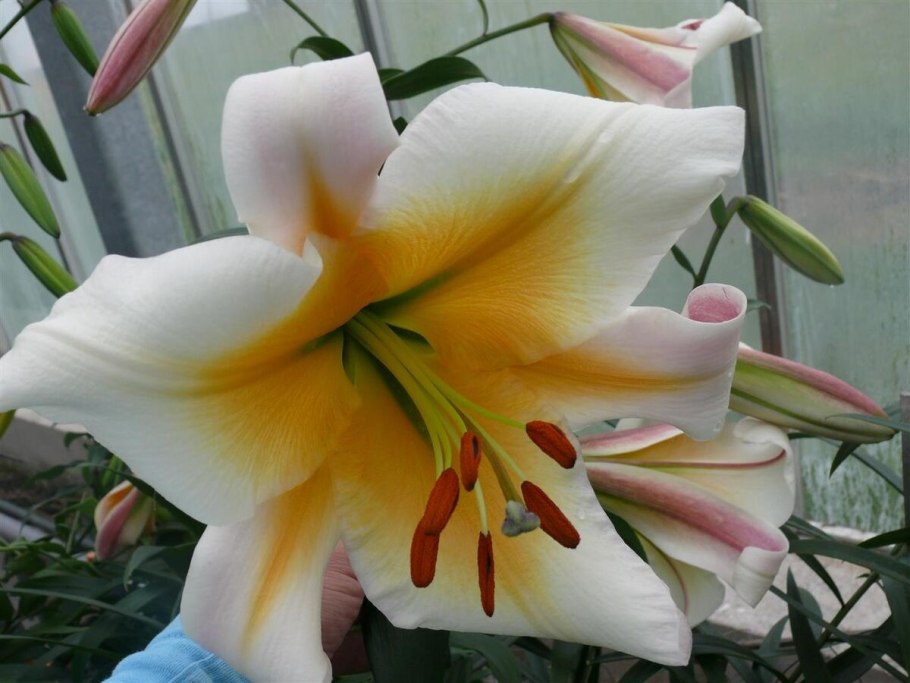 Лилия Pink County