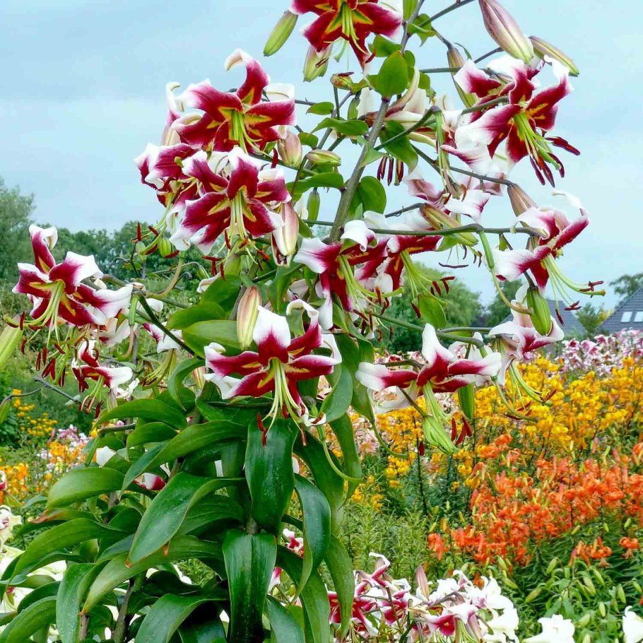 Лилия Black Beauty