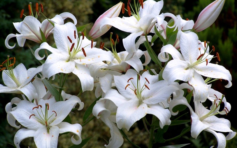 Лилия трубчатая Пинк Перфекшн