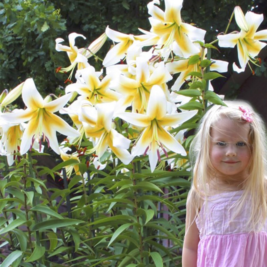 Лилия ла-гибрид "Коголето" (Cogoleto)