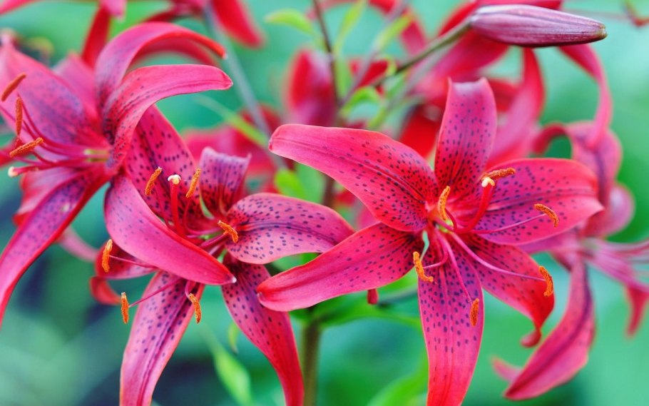 Лилия Джудит Саффинья