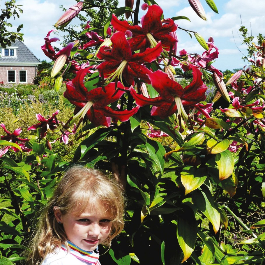 Лилия азиатская махровая Мистери Дрим