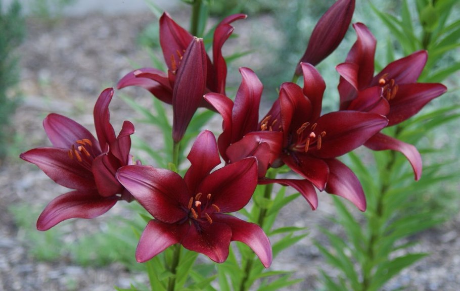 Лилия Олимпик Флейм