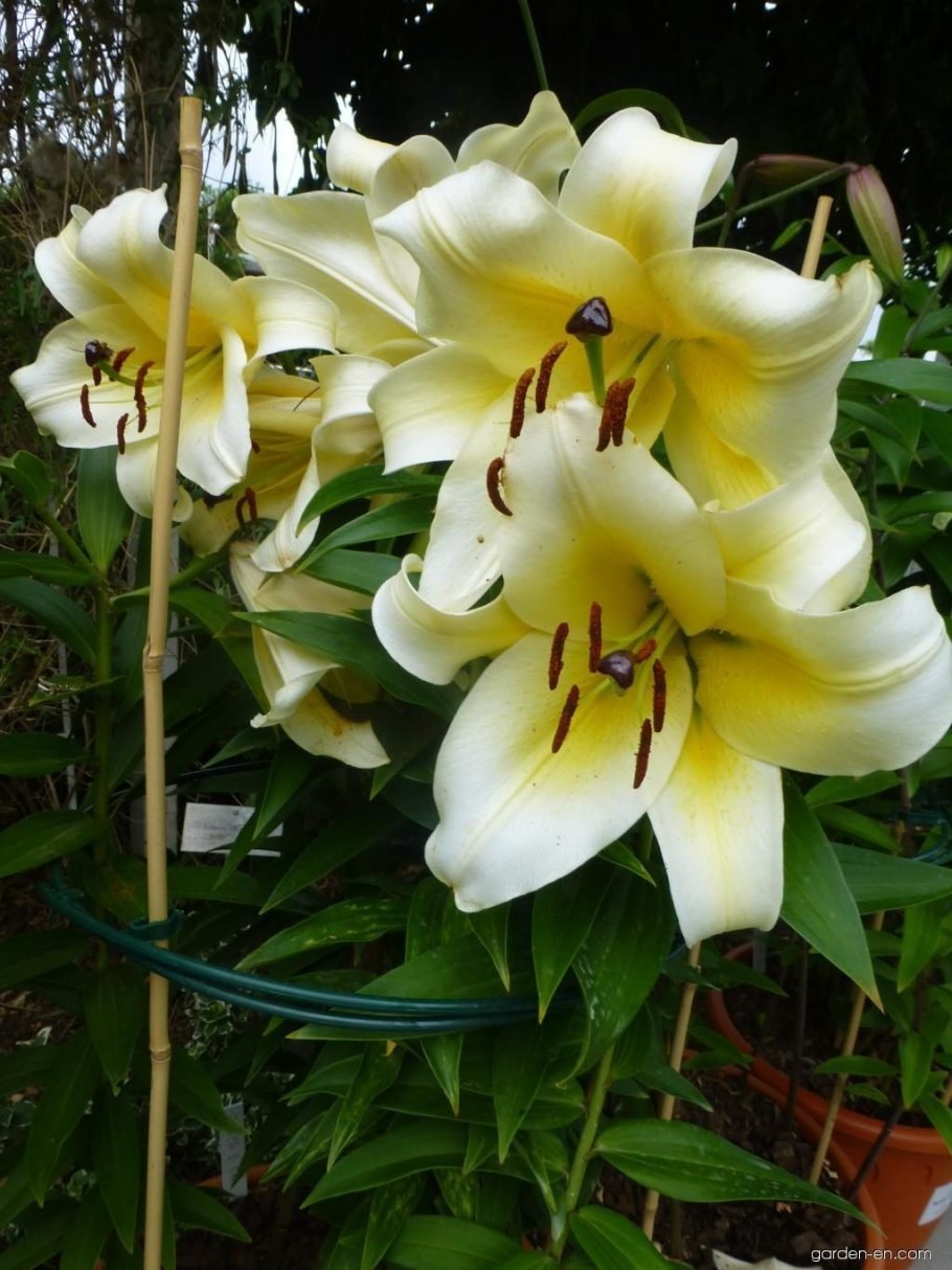 Лилия Притти Вумен от-гибрид